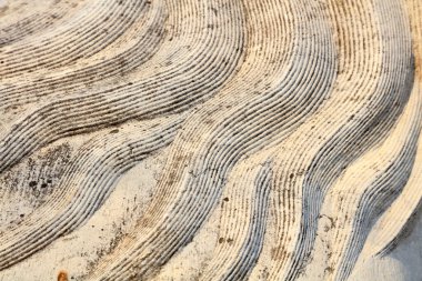 Hayvan tüyü dokusu taş oyması