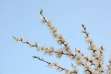 Şeftali çiçeği, yakın plan fotoğraf.