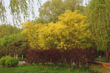 Sophora japonica ve yeşil bitkiler
