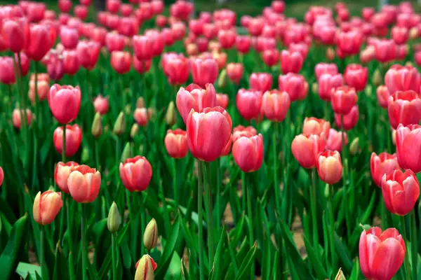 Bahçede lale çiçekleri