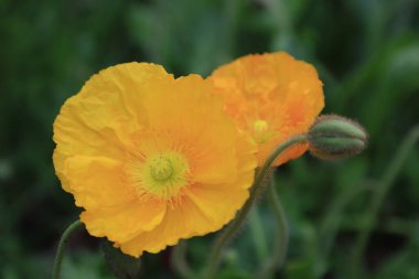 Mısır gelinciği çiçekleri, yakın plan fotoğraf.