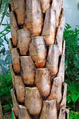 Phoenix Sylvestris ste, fotoğrafa yakın çekim