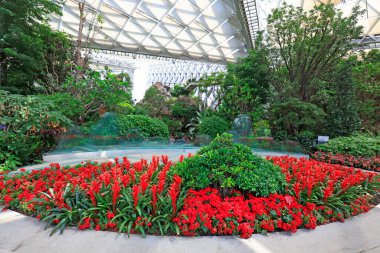 Ananas ailesinin çiçekleri.