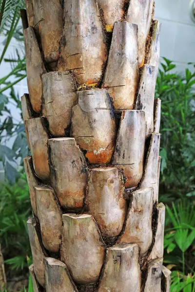 Phoenix Sylvestris ste, fotoğrafa yakın çekim