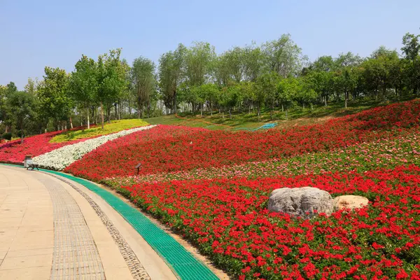 Parktaki çiçeklerin doğal manzarası, Chin.