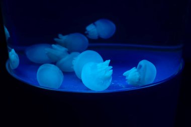 Denizanası, fotoğrafa yaklaş.