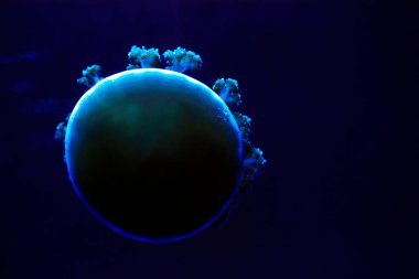 Amuda kalkan denizanası, fotoğrafa yakın çekim.