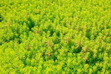 Sedum lineare Thunb, fotoğrafa yaklaş