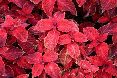 Coleus botanik gardında