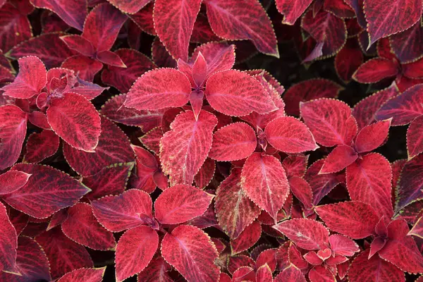 Coleus botanik gardında