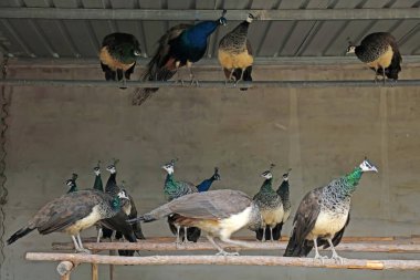 Tavus kuşları çiftlikte