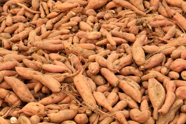 Tatlı patates yığını