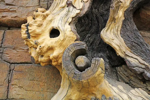 Parktaki ölü ağaç.