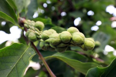 Manolya meyvesi dallarda, Kuzey Çin