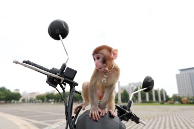 Çin 'in Hebei eyaletindeki Luannan County' de evcil bir maymun motosiklet kullanıyor.