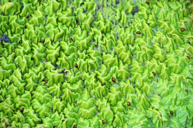 Aquatic Plants - Kuzey Çin, Ponds 'da Euryale ferox