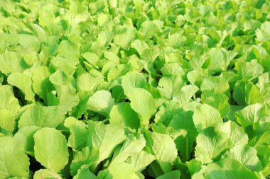 Seralarda yeşil sebze fideleri