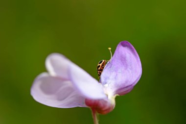 Propylaea japonica fasulye çiçekleri, Kuzey Çin