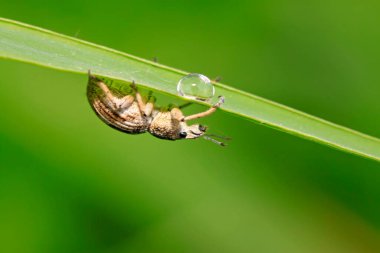 Bitkinin üzerindeki buğday biti, bir tür böceğin uzun burnu vardır.