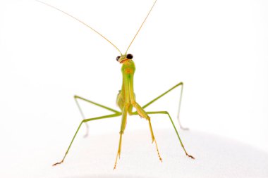 Mantid beyaz arkaplanda, fotoğrafa yakın çekim