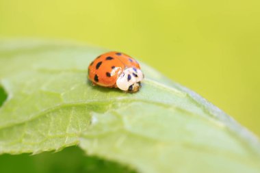 Doğadaki bitki üzerinde Harmonia axyridis