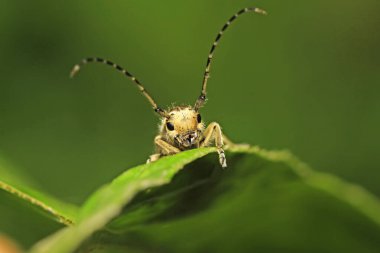 Yeşil yapraklı uzun mısır
