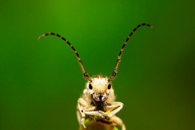 Yeşil yapraklı uzun mısır