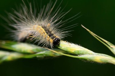 Yeşil yapraklı tırtıl, fotoğrafa yakın çekim.
