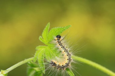Yeşil yapraklı tırtıl, fotoğrafa yakın çekim.