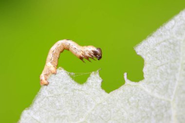 Geometridae doğadaki bitki üzerinde