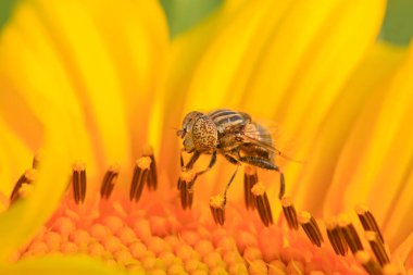 Eristalis arvorum doğadaki bitki üzerine