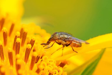 Stomorhina 'nın yeşil bitki üzerindeki modası geçti