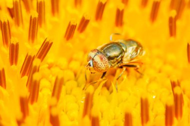 Eristalis arvorum doğadaki bitki üzerine