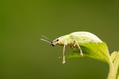 Yabani bitkilerdeki buğday biti