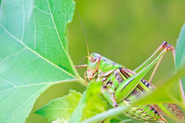 Vahşi doğada yeşil yapraklı uzun boynuzlu çekirgeler.