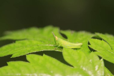 Oxyachinensis perileri doğadaki bitkiler üzerinde