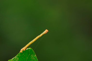 Geometridae doğadaki bitki üzerinde