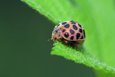 Epilachna vigintioctopunctata doğadaki bitki üzerinde