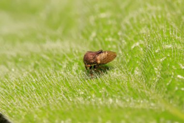 Membracidae böcekler üzerinde vahşi yaprak yeşil