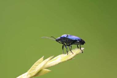 Zicrona caerulea doğadaki bitki üzerine
