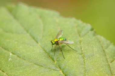 Dolichopodidae böceği doğada bitki üzerinde