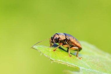 Yaprak böceği vahşi doğada bitkinin üzerinde