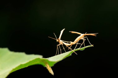 Yeşil lea üzerindeki tatlı patates tüyü güvesi.