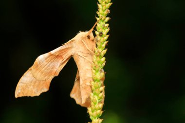 hawkmoth üzerinde vahşi yaprak yeşil fasulye