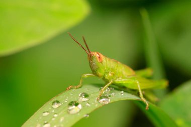Oxyachinensis doğadaki bitki üzerine
