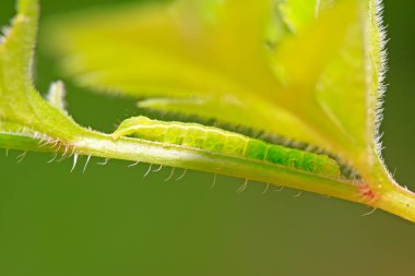 Doğadaki bitkilerdeki küçük böcekler