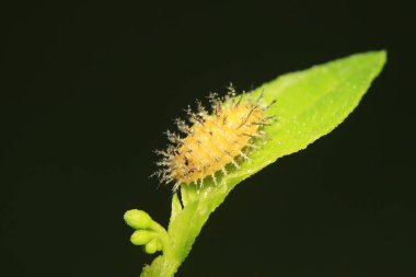 Epilachna vigintioctopunctata doğadaki bitki üzerinde