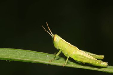 Oxyachinensis doğadaki bitki üzerine