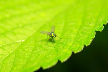 Dolichopodidae böceği doğada bitki üzerinde