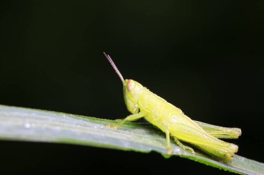 Oxyachinensis doğadaki bitki üzerine